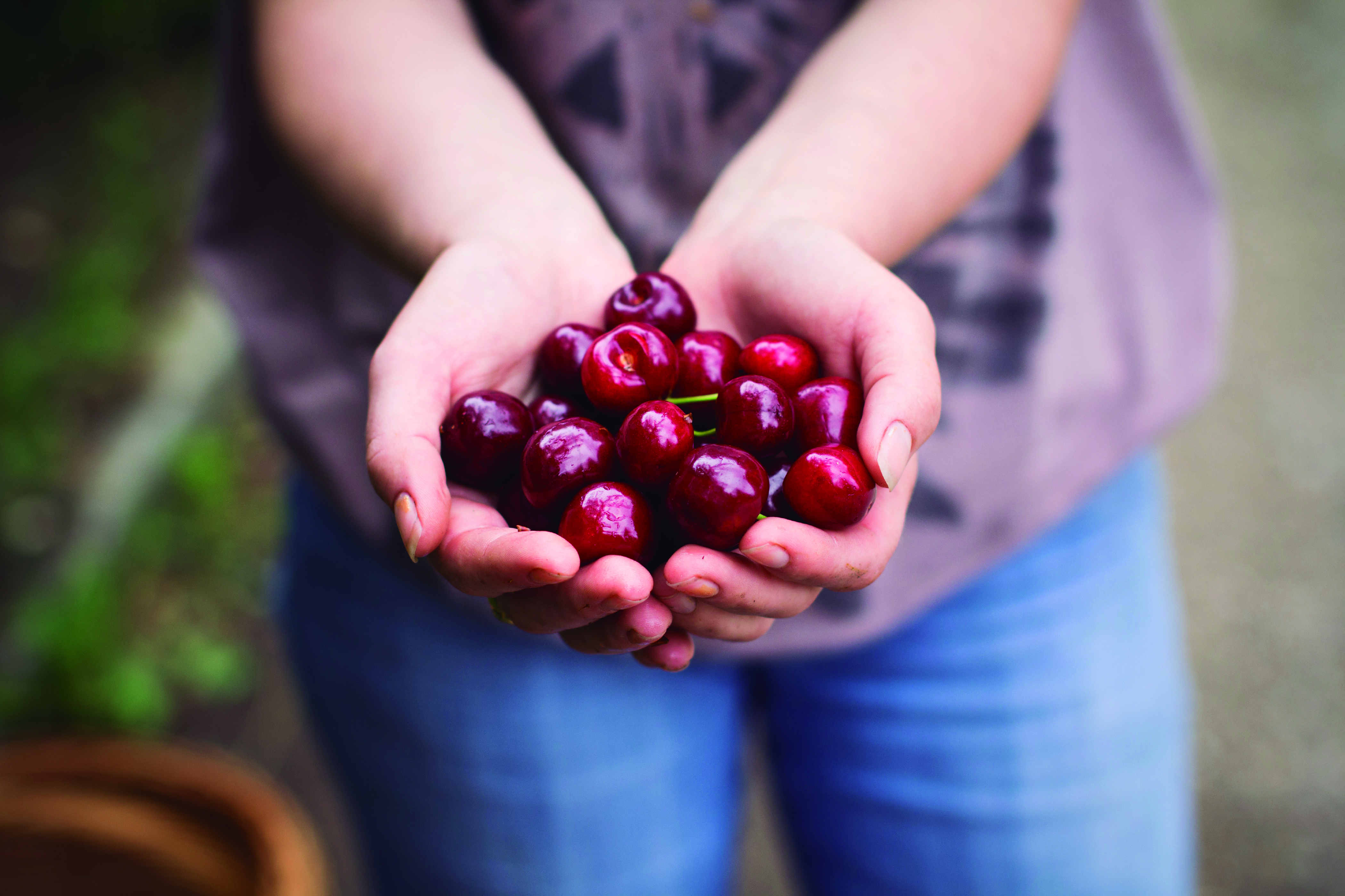 Getting ready for new cherries season