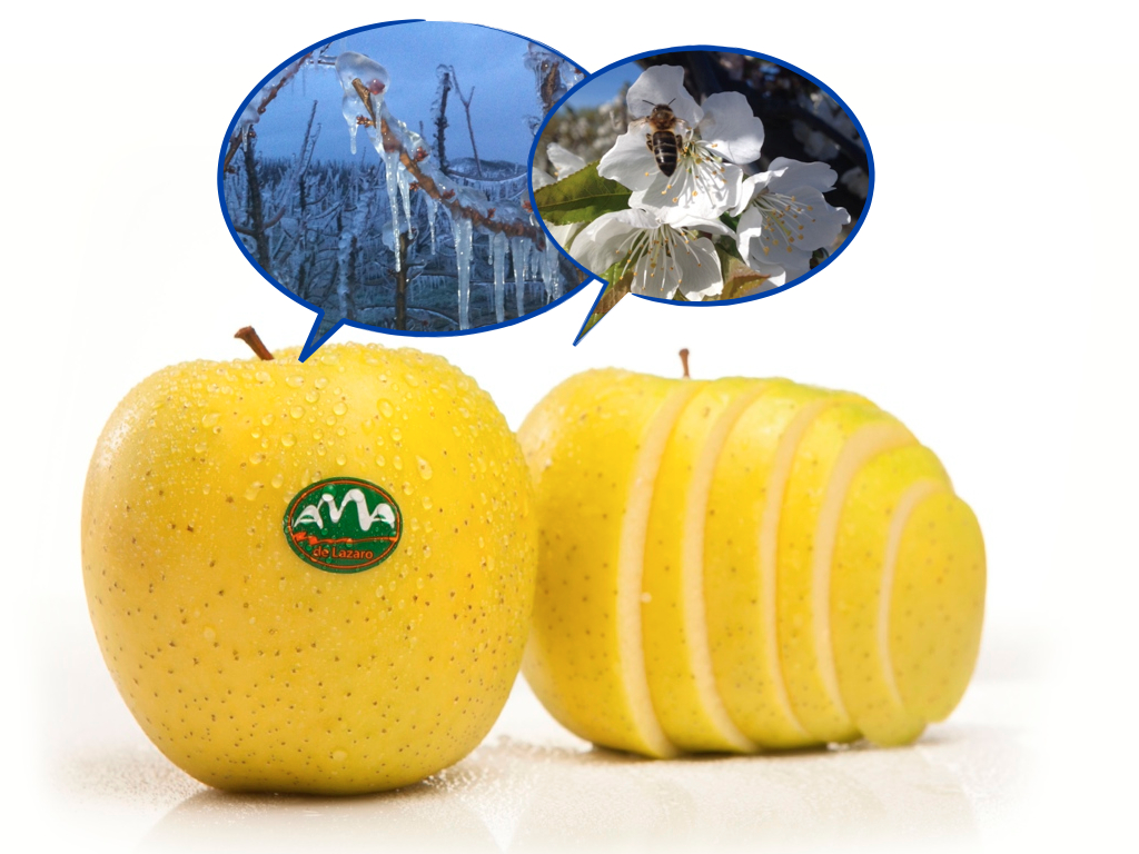 Golden – the queen of all apples